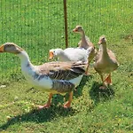 Hébergement de vacances Brnjci